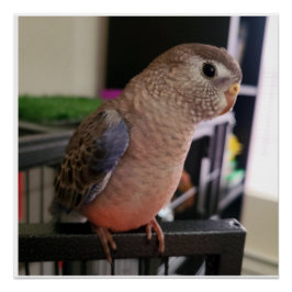 Bourkes Parakeet Glossy Poster Perfect Poster