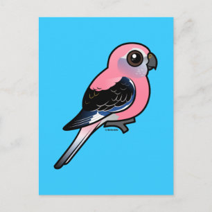 Bourkes Parakeet Vykort