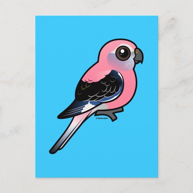 Bourkes Parakeet Vykort (Framsida)