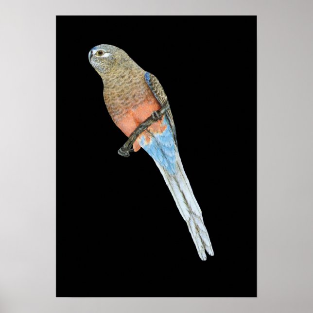 Bourkes Parrot - Neophema bourkii Poster (Framsidan)