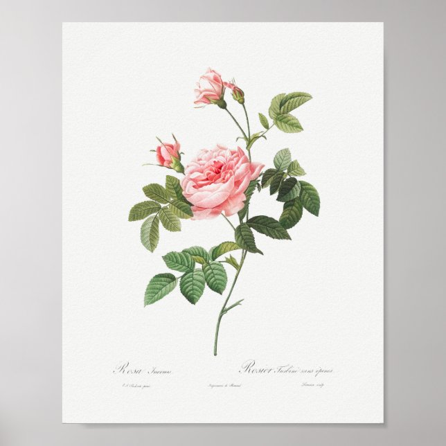 Boursault Ro Vintage Blommigt Rosa ros Poster (Framsidan)