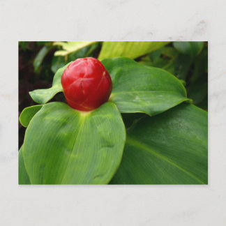 Bouton Rouge - Martinique, FWI Vykort