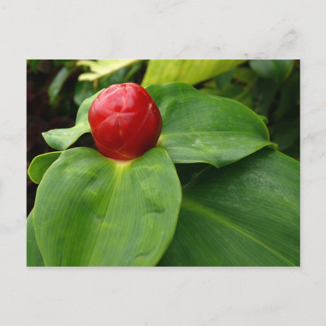 Bouton Rouge - Martinique, FWI Vykort (Framsida)