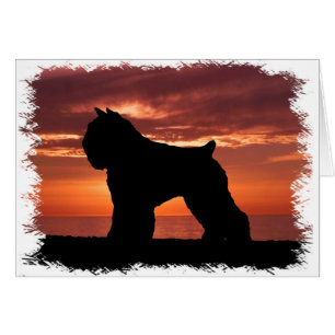 Bouvier des Flandres Hälsningskort