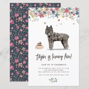 Bouvier des Flandres Hund Birthday bjudande