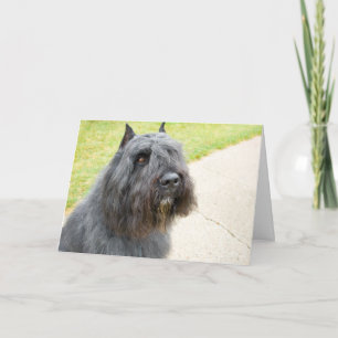 Bouvier des Flandres Kort