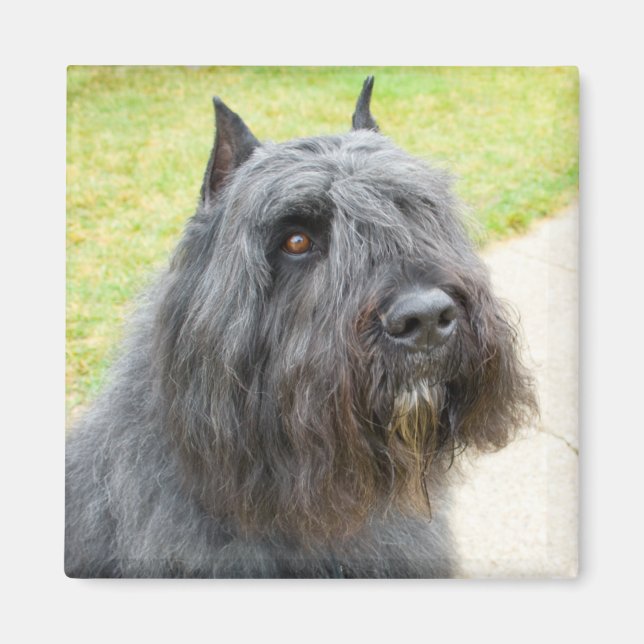 Bouvier des Flandres Magnet (Framsidan)