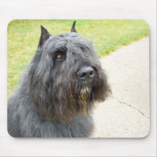 Bouvier des Flandres Musmatta
