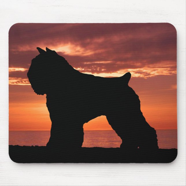 Bouvier des Flandres Musmatta (Framsidan)