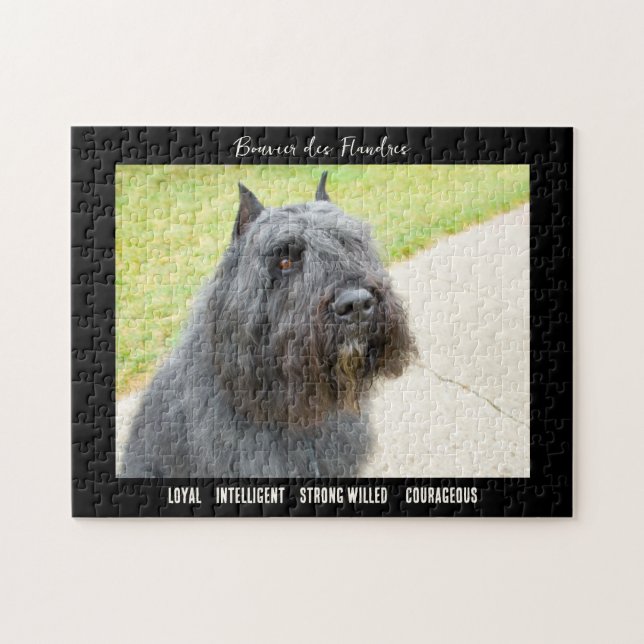 Bouvier des Flandres Photo Hund aveln Pussel (Horisontell)