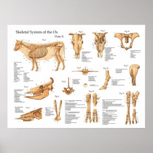 Bovin Cow Skeletal Anatomy Poster