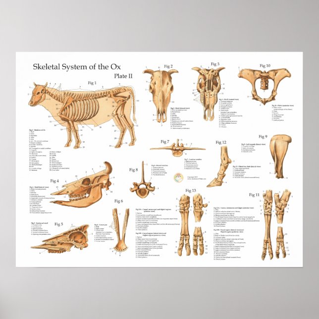 Bovin Cow Skeletal Anatomy Poster (Framsidan)