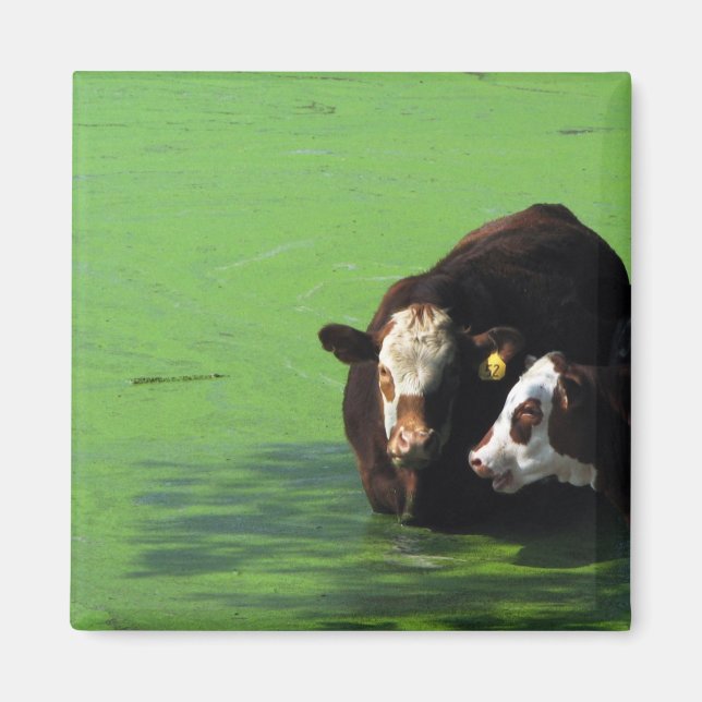 Bovin Spa Magnet (Framsidan)