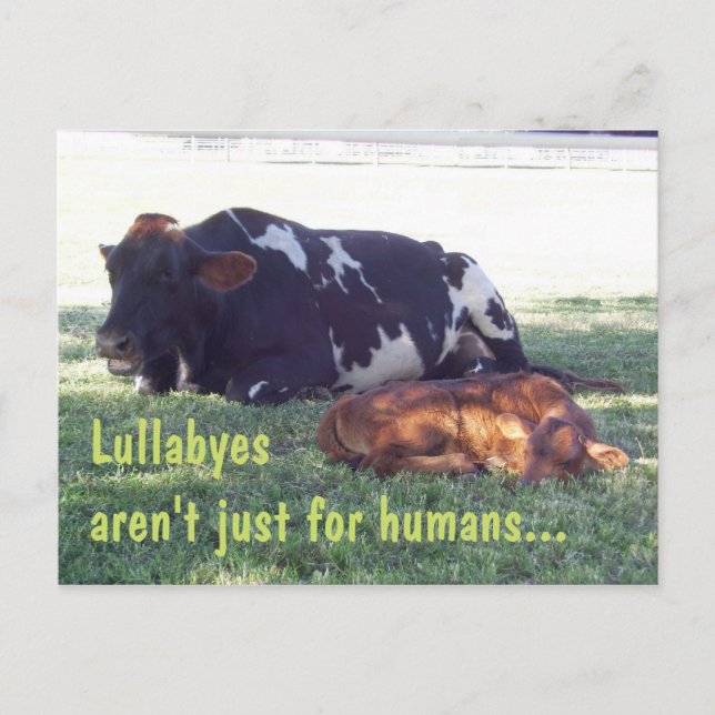 Bovine Lullaby Vykort (Framsida)