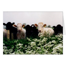 Bovines kor i Wiltshire, England