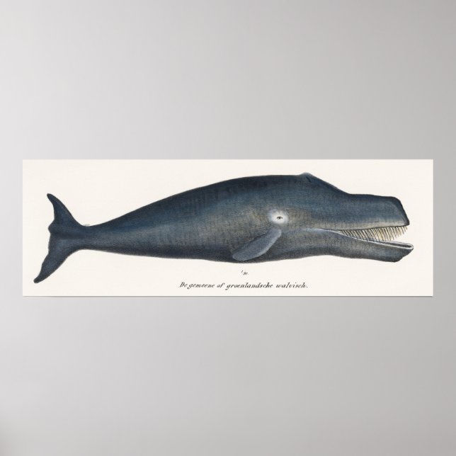 Bowhad Whale Lithograph Poster (Framsidan)