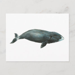 Bowhead Whale Watercolor illustration Vykort