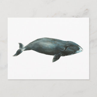 Bowhead Whale Watercolor illustration Vykort