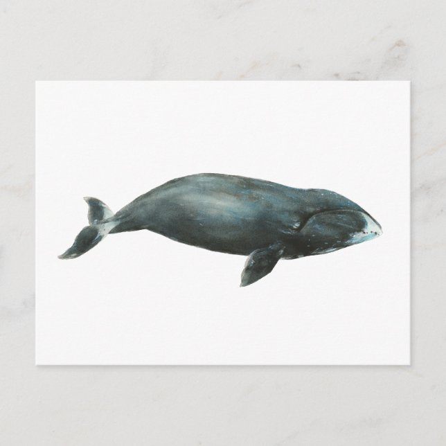 Bowhead Whale Watercolor illustration Vykort (Framsida)