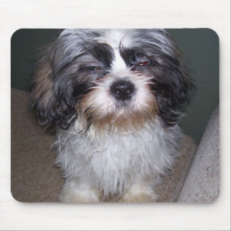 Bowie den luddiga Shih Tzu valpen Mousepad Musmatta