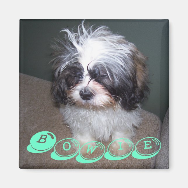 Bowie Fuzzy Shih Tzu Puppy Hund Magnet (Framsidan)