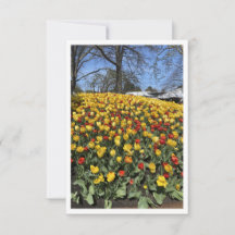 Bowral Tulip Festival - Sydney NSW Australia