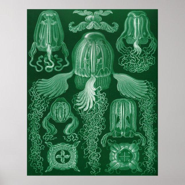 Box Jellyfish Poster (Framsidan)