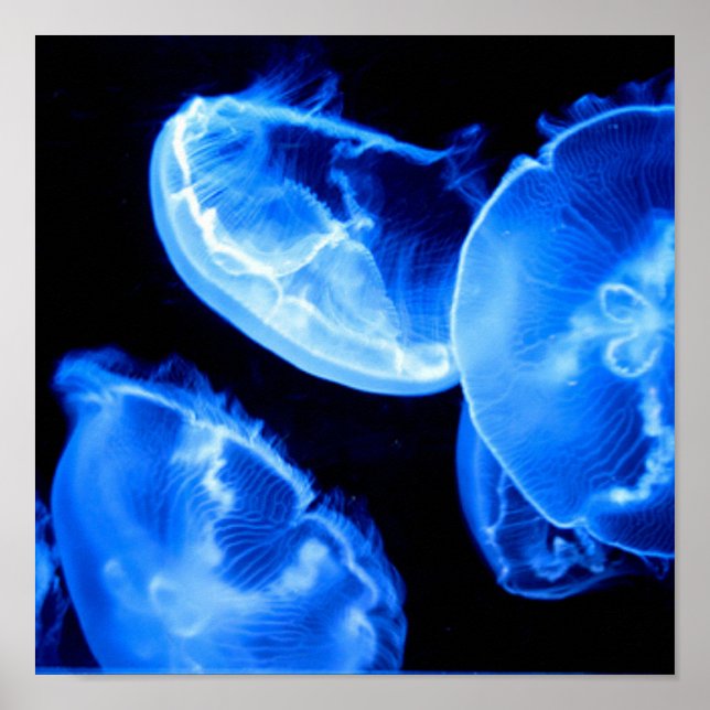 Box Jellyfish Poster (Framsidan)