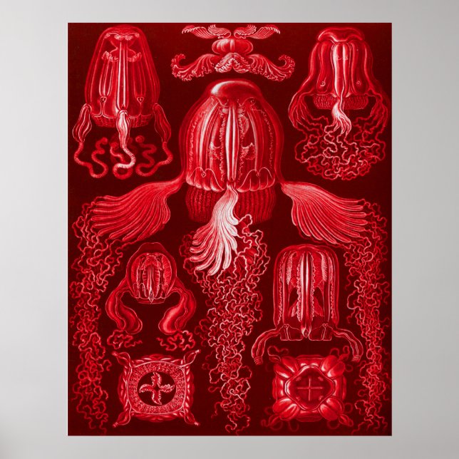 Box Jellyfish Poster (Framsidan)
