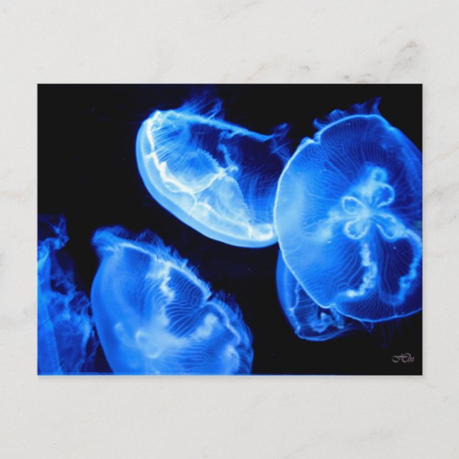 Box Jellyfish Vykort (Framsida)