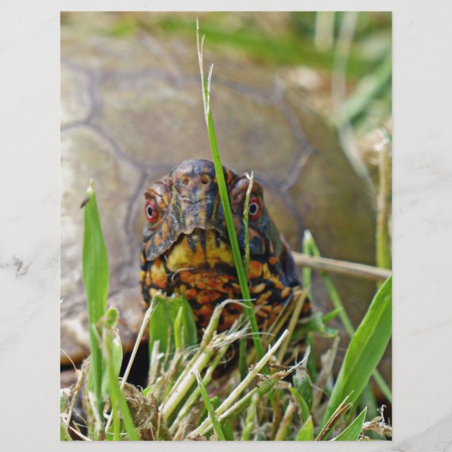 Box Turtle (Framsida)