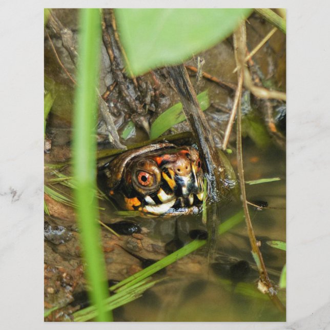 Box Turtle and Tadpoles (Framsida)
