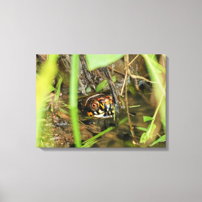 Box Turtle and Tadpoles Canvastryck (Framsida)