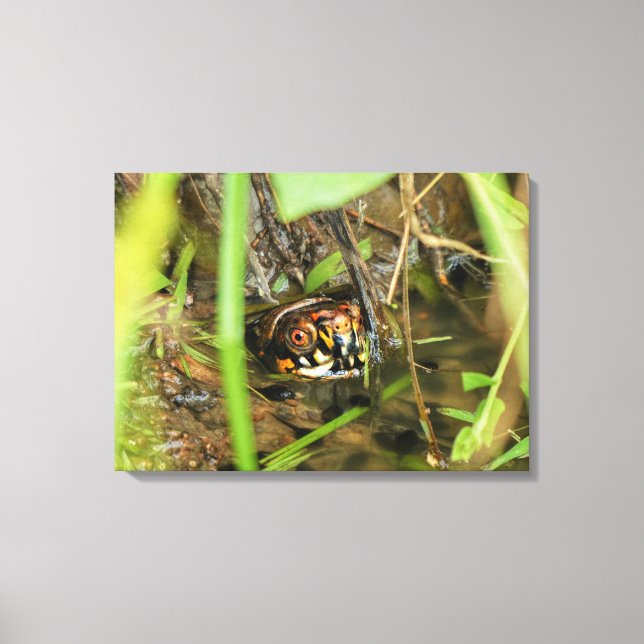 Box Turtle and Tadpoles Canvastryck (Framsida)