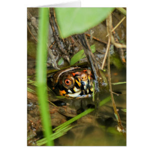 Box Turtle and Tadpoles Hälsningskort