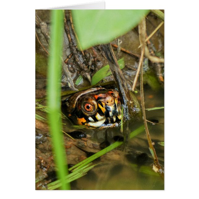 Box Turtle and Tadpoles Hälsningskort (Framsidan)
