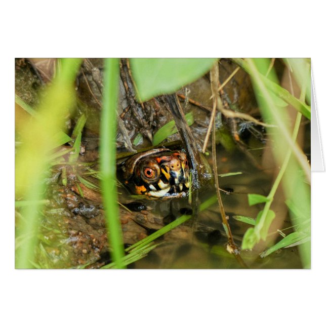 Box Turtle and Tadpoles Hälsningskort (Framsidan Horizontal)