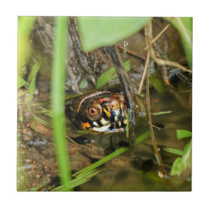 Box Turtle and Tadpoles Kakelplatta