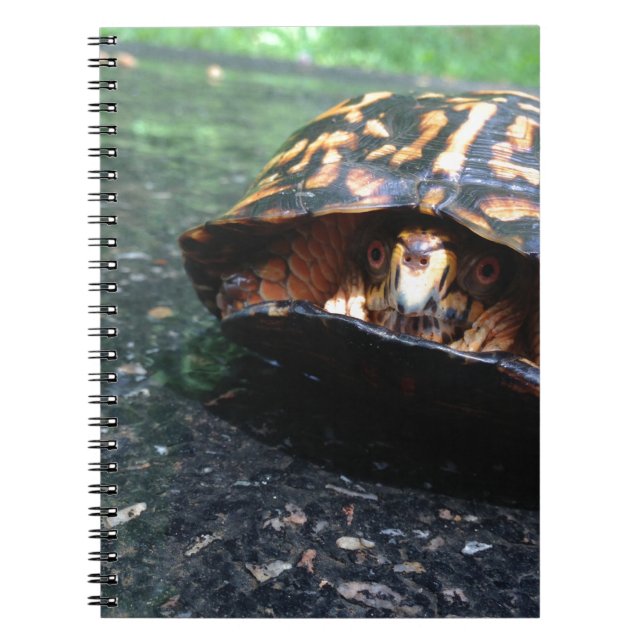 Box Turtle Anteckningsbok (Framsidan)