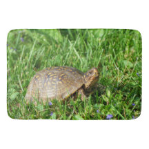 Box Turtle
