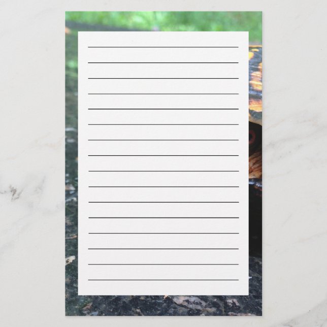 Box Turtle Brevpapper (Framsida)