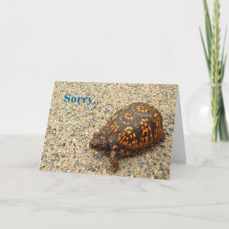 Box Turtle Förlåt Belet Birthday Kort