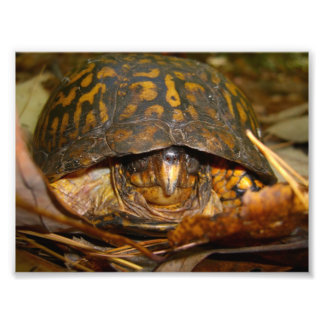 Box Turtle Fototryck