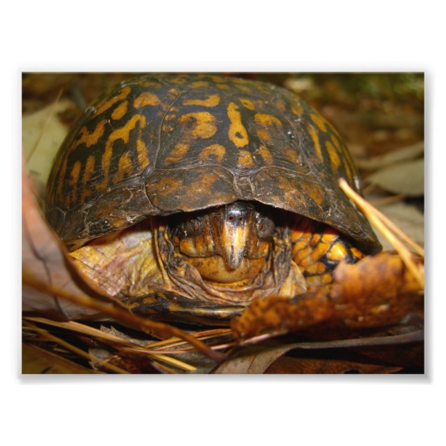 Box Turtle Fototryck (Framsidan)