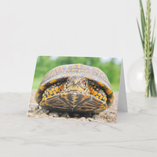 Box Turtle Greeting Card Kort