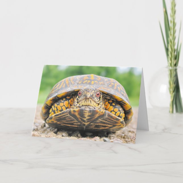 Box Turtle Greeting Card Kort (Framsida)