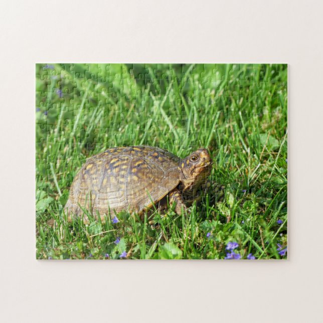 Box Turtle Jigszle Puzzle Pussel (Horisontell)