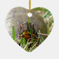 Box Turtle
