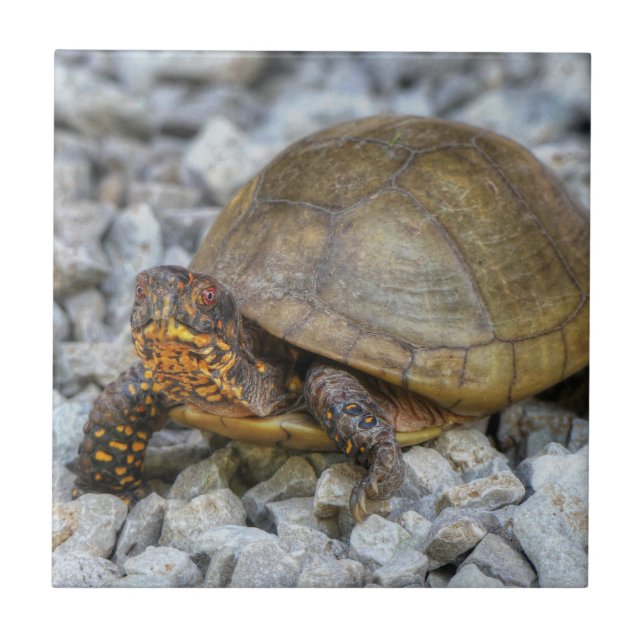 Box Turtle Kakelplatta (Framsidan)