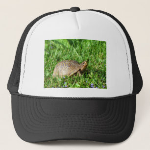 Box Turtle Keps